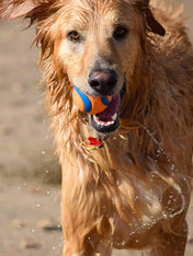 Chuckit-ball-pour-chien-ultra-ball