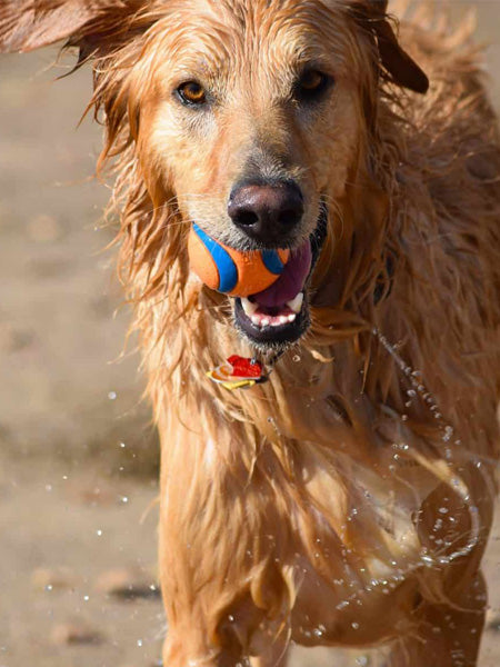 Chuckit-ball-pour-chien-ultra-ball