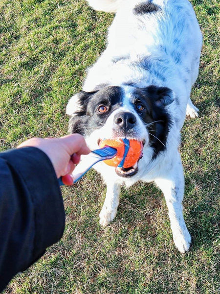 Chuckit-balle-ultra-tug-m-pour-chien