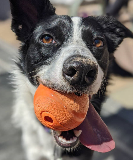 Chuckit-lot-2-balles-the-whistler-m-pour-chien