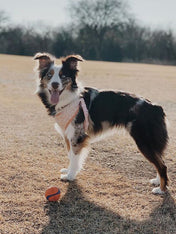 Chuckit-lot-2-balles-the-whistler-m-pour-chien