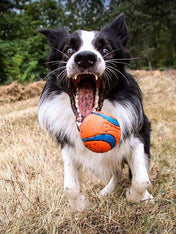 Chuckit-lot-2-balles-ultra-ball-m-pour-chien