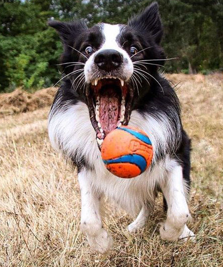 Chuckit-lot-2-balles-ultra-ball-m-pour-chien