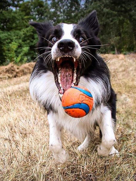 Chuckit-lanceur-de-balles-original-pour-chien-Fetch-Fold