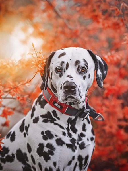 DOG-Copenhagen-collier-pour-chien-resistant-urban-explorer-rouge