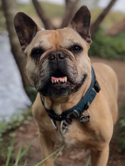 DOG-Copenhagen-collier-pour-chien-resistant-urban-explorer-bleu