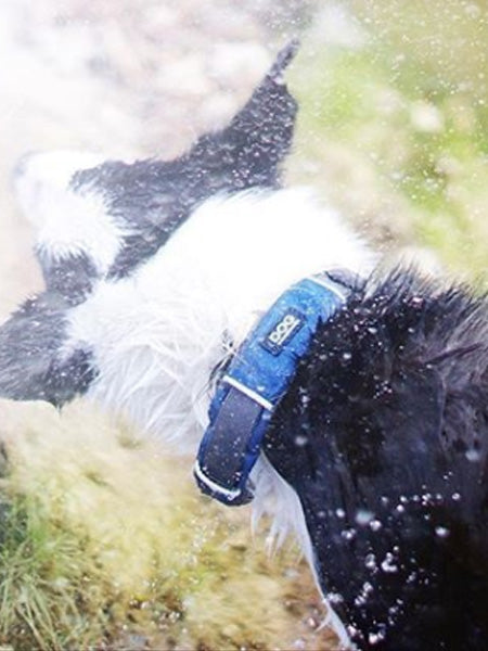 DOG-Copenhagen-collier-pour-chien-resistant-urban-explorer-bleu
