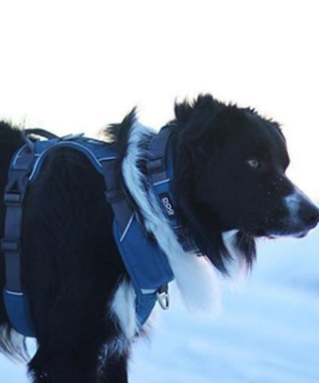DOG-Copenhagen-collier-pour-chien-resistant-urban-explorer-bleu