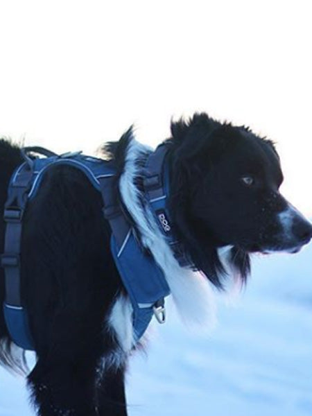DOG-Copenhagen-collier-pour-chien-resistant-urban-explorer-bleu