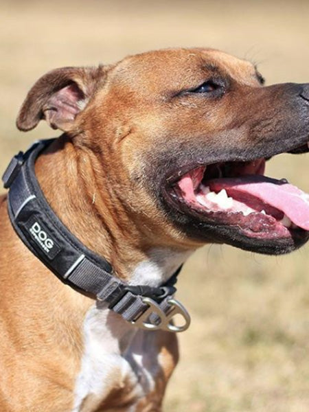 DOG-Copenhagen-collier-pour-chien-resistant-urban-explorer-noir