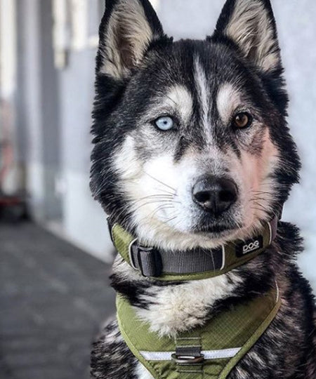 DOG-Copenhagen-collier-pour-chien-resistant-urban-explorer