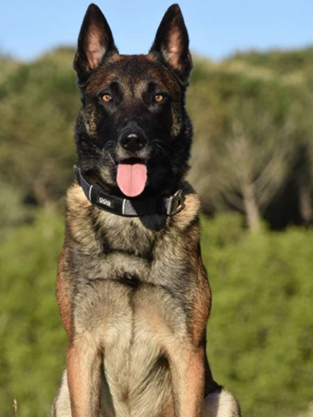 DOG-Copenhagen-collier-pour-chien-resistant-urban-explorer-noir