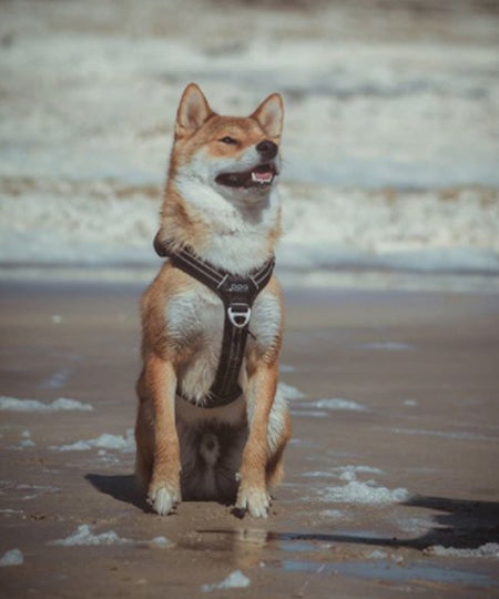 DOG-Copenhagen-harnais-pour-chien-resistant-comfort-walk-air-noir-shiba-inu