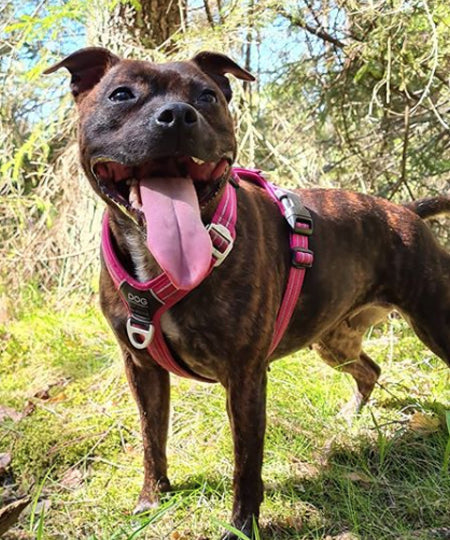 DOG-Copenhagen-harnais-pour-chien-resistant-comfort-walk-air-staffie