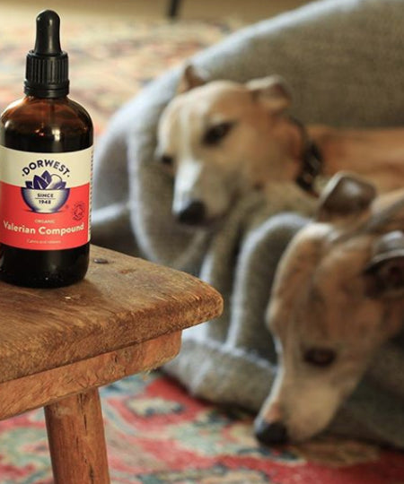 Dorwest-gouttes-valeriane-anti-stress-relaxant-chien-chat