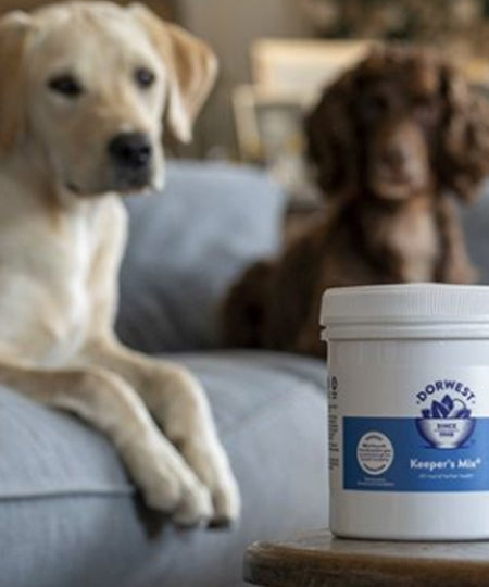 Dorwest-keeper_s-mix-sante-generale-chien-chat