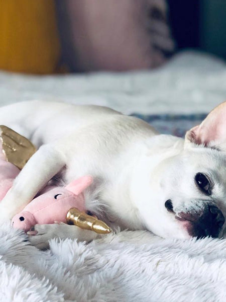 Fringe-petshop-peluche-design-chien-289320-Magical-alicorn