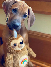 Fringe-petshop-peluche-design-chien-289333-Rainbow-Slothicorn