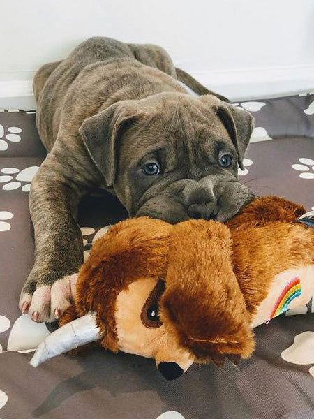 Fringe-petshop-peluche-design-chien-289333-Rainbow-Slothicorn