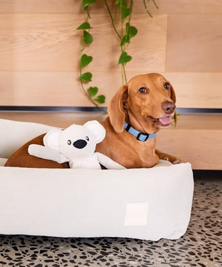 Fuzzyard-life-peluche-pour-chien-koala