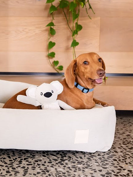 Fuzzyard-life-peluche-pour-chien-koala