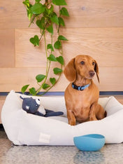 Fuzzyard-life-peluche-pour-chien-ours