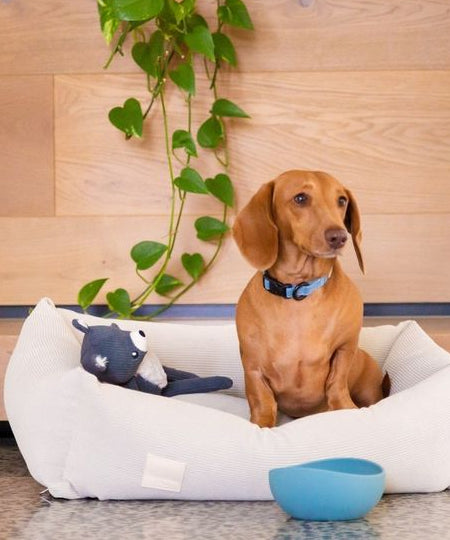 Fuzzyard-life-peluche-pour-chien-ours