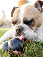 Jouet KONG Extreme pour chien