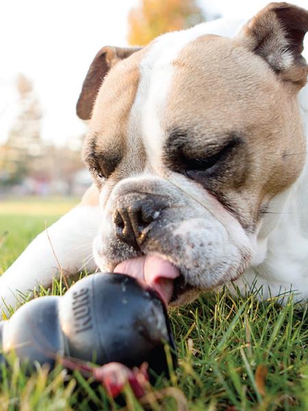 Jouet KONG Extreme pour chien