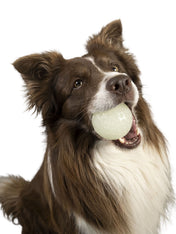 Kiwi-walker-Jouet-balle-pour-chien-Phosphorescente-glow