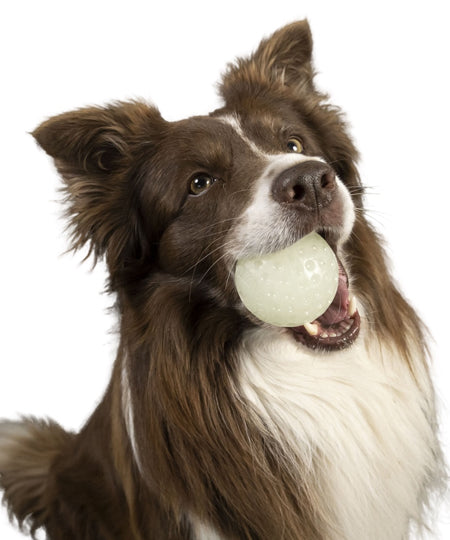 Kiwi-walker-Jouet-balle-pour-chien-Phosphorescente-glow