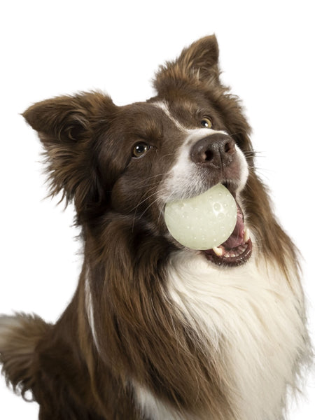 Kiwi-walker-Jouet-balle-pour-chien-Phosphorescente-glow