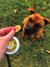 Kiwi-walker-friandises-naturelles-chien-chat-banane