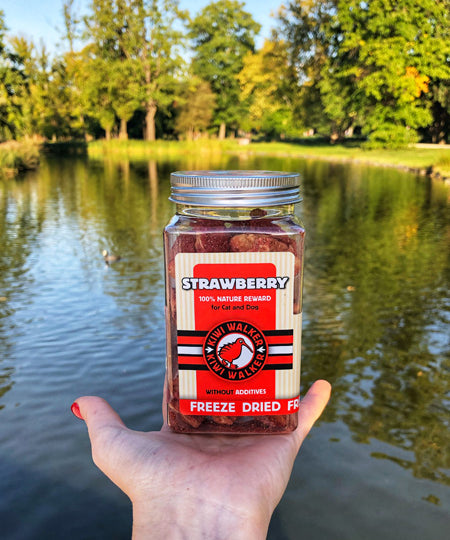 Kiwi-walker-friandises-naturelles-chien-chat-fraise