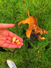 Kiwi-walker-friandises-naturelles-chien-chat-poulet