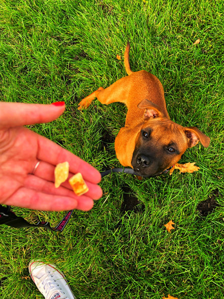 Kiwi-walker-friandises-naturelles-chien-chat-poulet