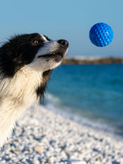 Kiwi-walker-jouet-TPR-pour-chien-chiot-balle-bleu