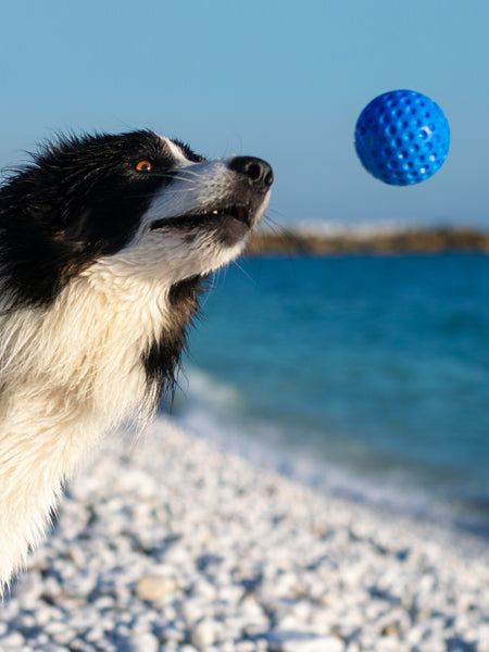 Kiwi-walker-jouet-TPR-pour-chien-chiot-balle-bleu