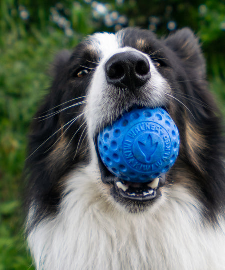 Kiwi-walker-balle-TPR-pour-chien-chiot-bleu