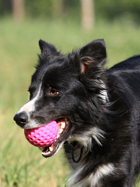 Kiwi-walker-jouet-TPR-pour-chien-chiot-balle-orange