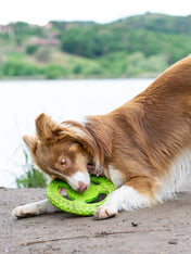 Kiwi-walker-jouet-TPR-pour-chien-chiot-frisbee-orange