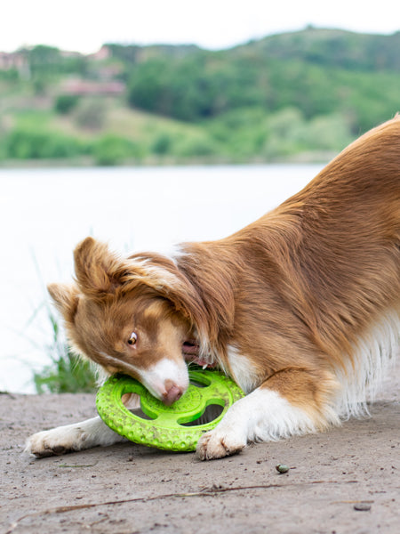 Kiwi-walker-jouet-TPR-pour-chien-chiot-frisbee-orange
