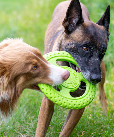 Kiwi-walker-jouet-TPR-pour-chien-chiot-frisbee-orange