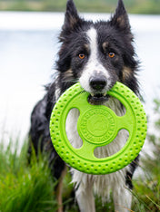 Kiwi-walker-jouet-TPR-pour-chien-chiot-frisbee-orange