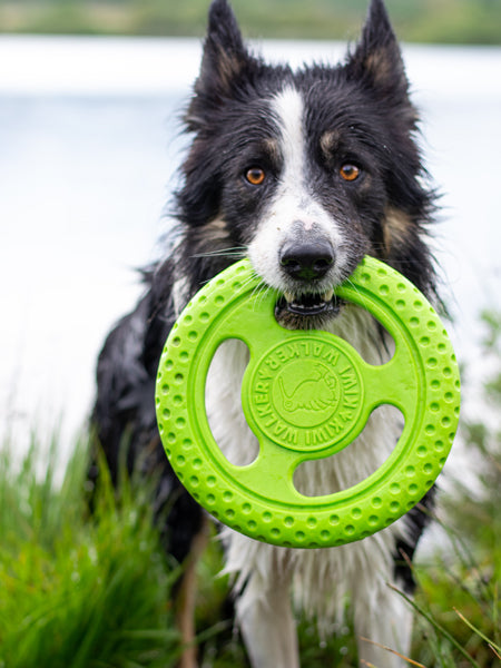 Kiwi-walker-jouet-TPR-pour-chien-chiot-frisbee-orange