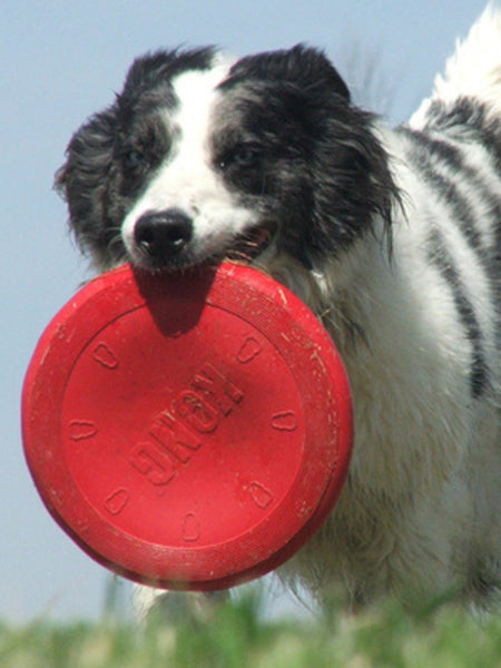 Kong-Flyer-Frisbee-pour-chien-Classic-Taille-L