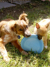 Kong-Flyer-Frisbee-pour-chiot-puppy-flyer