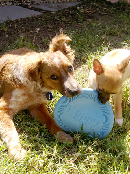 Kong-Flyer-Frisbee-pour-chiot-puppy-flyer