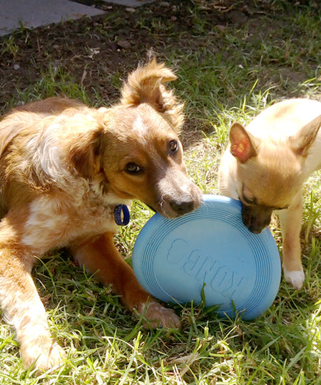 Kong-Flyer-Frisbee-pour-chiot-puppy-flyer