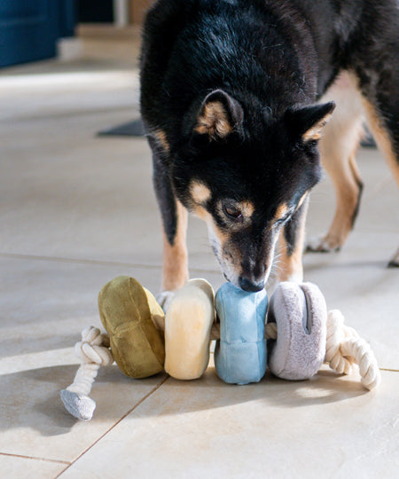 Lambwolf-Collective-jouet-design-minimalist-pour-chien-Blocs-color